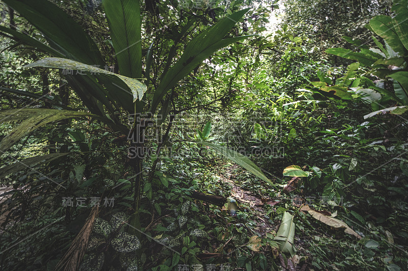 哥斯达黎加塞罗查托的热带雨林