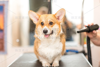 狗干燥宠物美容概念