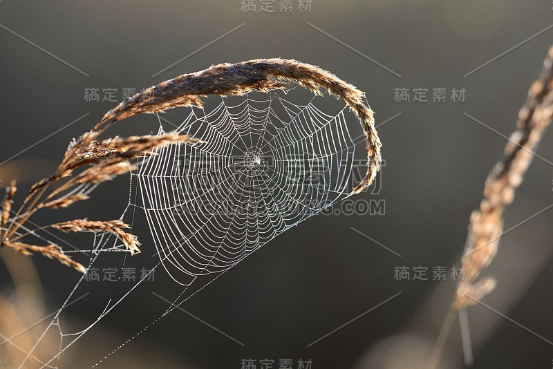 美丽的蜘蛛网与水滴特写