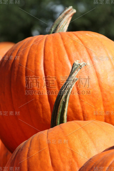 南瓜堆栈