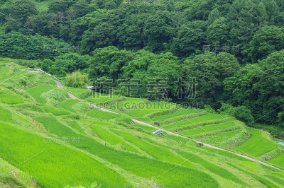 稻仓(长野县)梯田