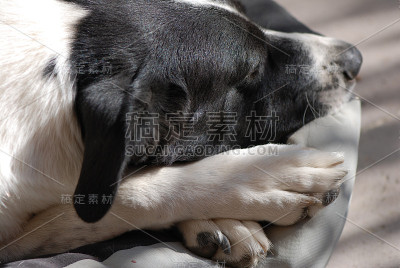 睡觉的狗