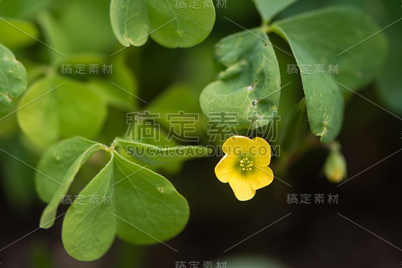 木酢浆草(酢浆草属)花和叶