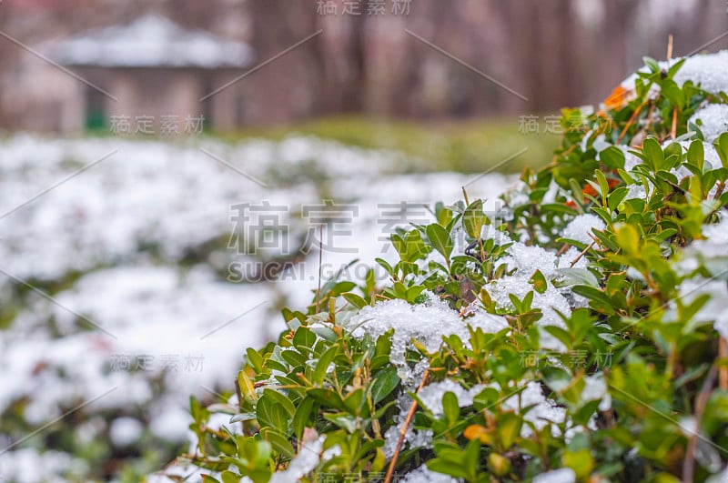 灌木丛上的雪