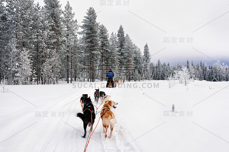 在芬兰的拉普兰，人们坐在哈士奇雪橇上