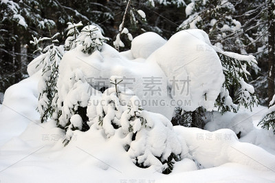 冬天在针叶林