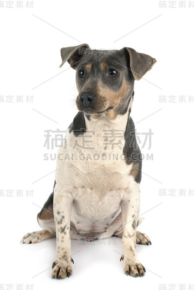 巴西梗