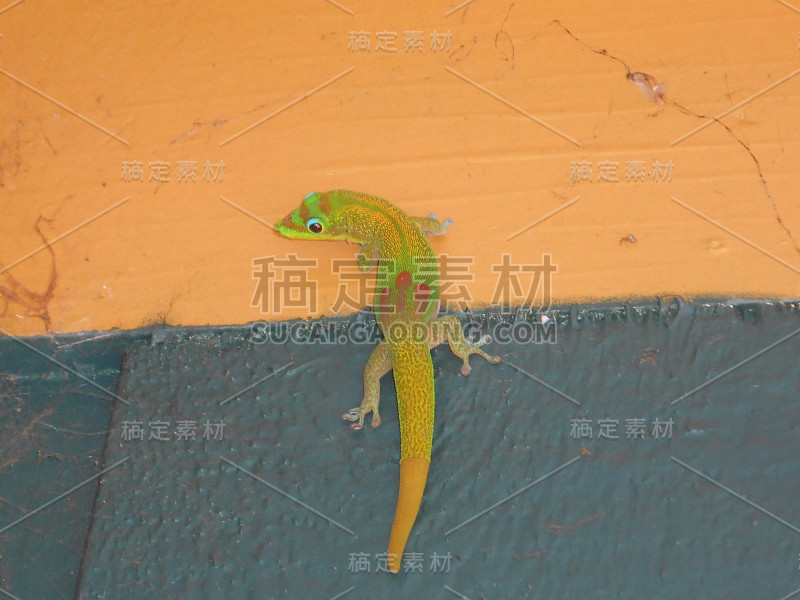 金沙日壁虎(Phelsuma Laticauda)蜥蜴。