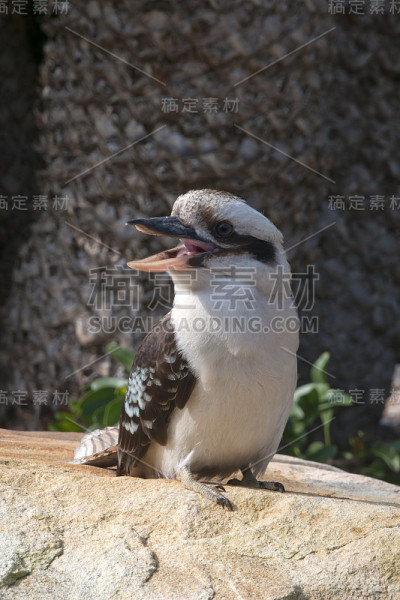 笑翠鸟栖息在阳光下的岩石上