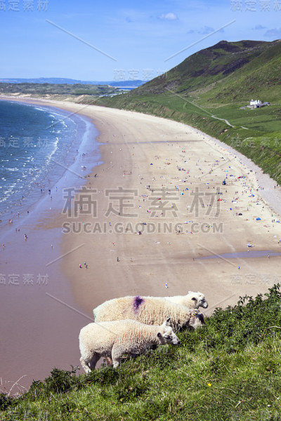 绵羊在罗西利湾觅食