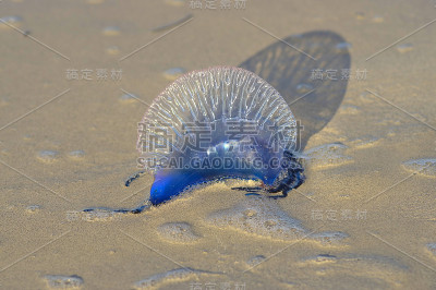 海岸上有海蜇