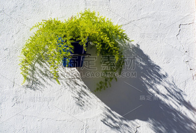花盆里挂着蕨类植物