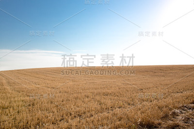 山上的麦田，蓝天为背景