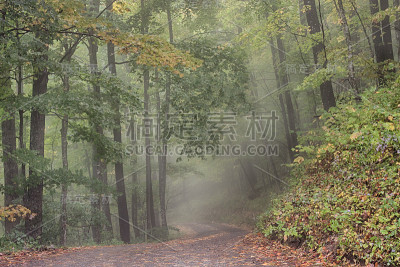 早晨雾蒙蒙的树林