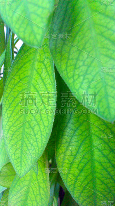 布什非洲牛奶