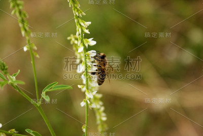 蜜蜂