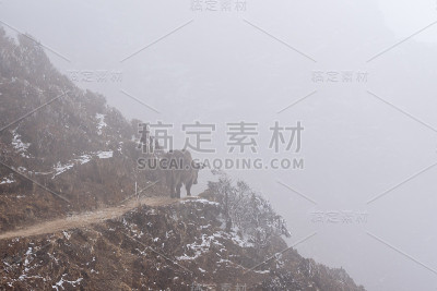 山间小道上的牦牛