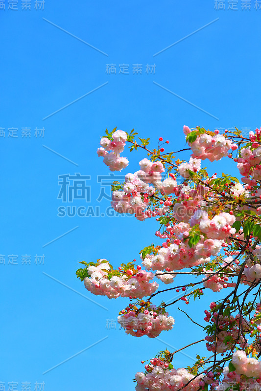 双层樱花，樱花，樱花，美丽的花儿，花瓣，别出心裁的花朵