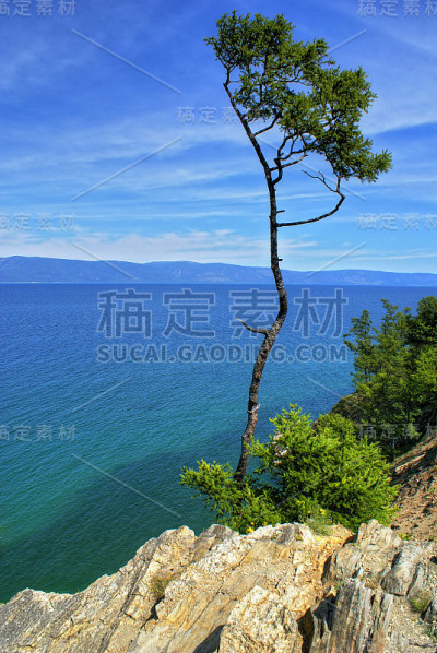 孤独的树