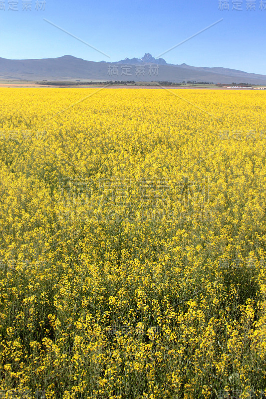 Mt Kenya with canola fields portrait view