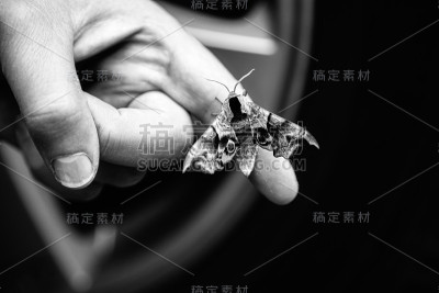 飞蛾坐在你的手掌上