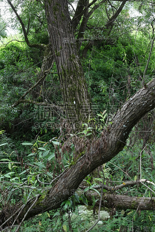 特维尔地区，森林背景，自然景观，夏季绿地，国家公园，深林