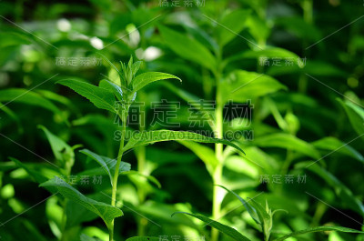 绿色植物的特写镜头