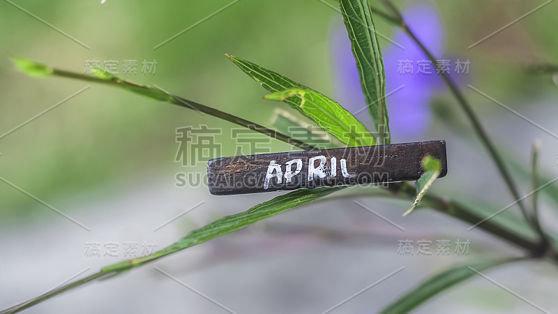 刻有“四月”字样的块。美丽的花香自然春天抽象的背景。春天的概念