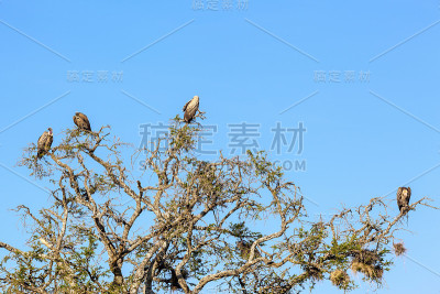非洲秃鹰