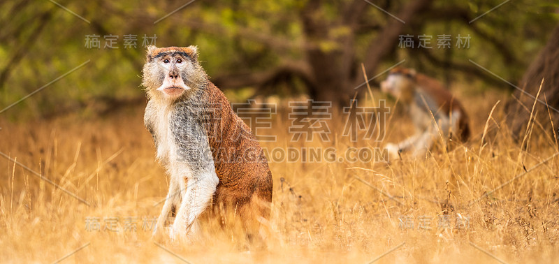 塞内加尔狩猎