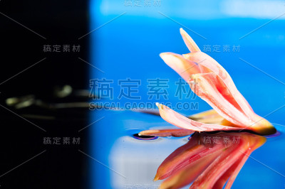 水上百合