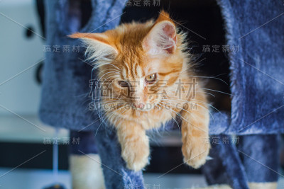 缅因库恩。