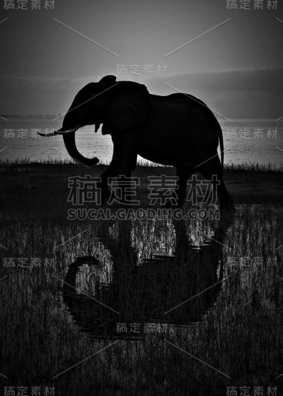非洲象的剪影反射