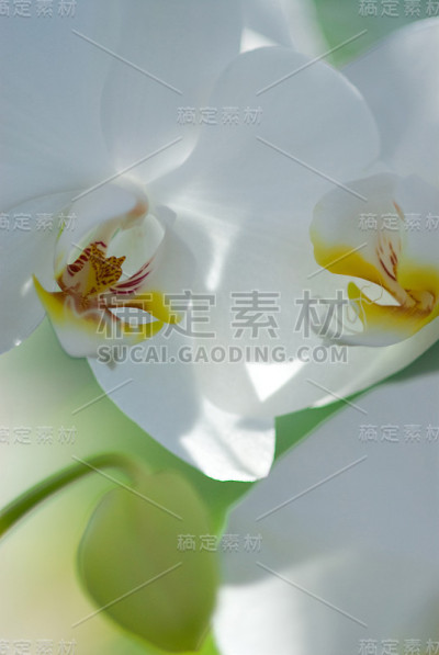 花环兰花