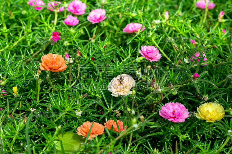 鲜花缤纷的户外