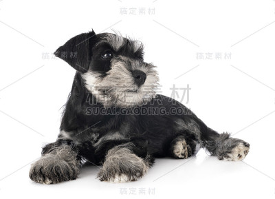 迷你雪纳瑞