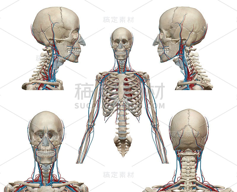 人体解剖学、骨骼和器官。3d渲染，癌症，疼痛和传染病。病毒爆发