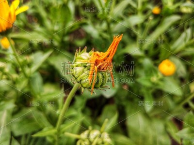花园里的向日葵，特写一组盛开的向日葵，背景模糊