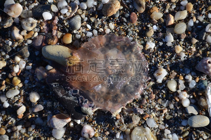 海滩上有水母、石头和贝壳