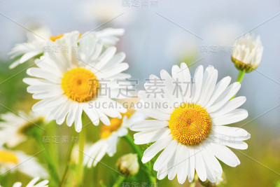 洋甘菊在花