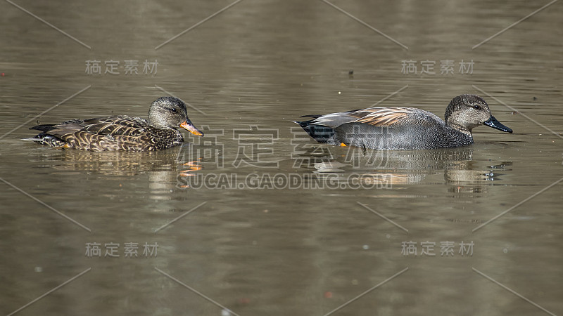 弗吉尼亚州亨特利草地公园的Gadwall Duck