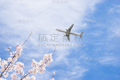 樱花与飞机