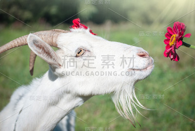有趣的山羊的画像