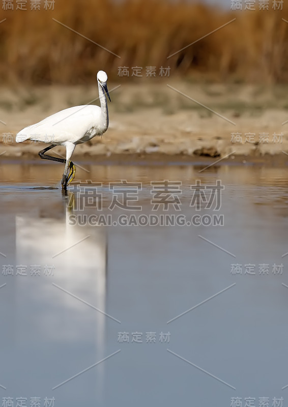 白鹭