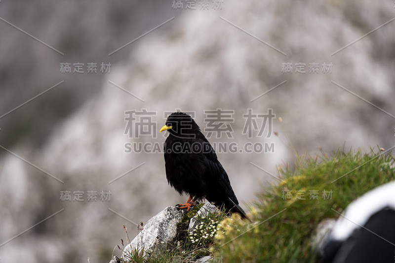 沿着因斯布鲁克诺德克特登山小道的阿尔卑斯山雀