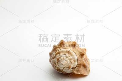 腹足类动物的壳