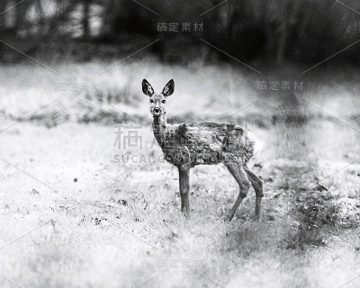 老黑白照片的警戒狍子鹿在草地上看通过灌木丛。