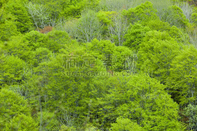 绿色森林山