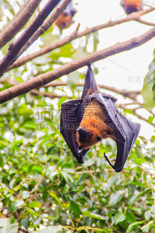 在泰国曼谷的Wat Po，泰国差春骚，用泰语说的Lyle's flying fox, Pteropu