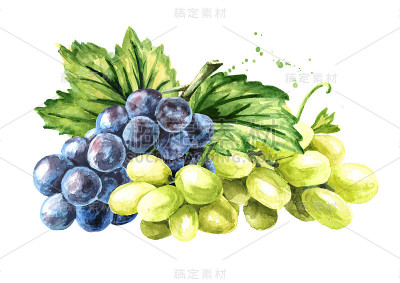 一串串绿色和蓝色的葡萄。手绘水彩插图孤立的白色背景